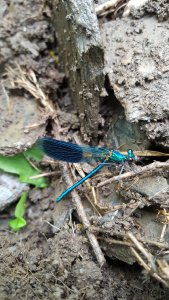 Libelle auf Schiefer 1