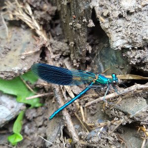 Libelle auf Schiefer 2