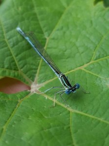 Libelle auf Weinblatt 1