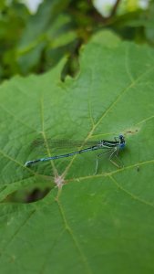 Libelle auf Weinblatt 2