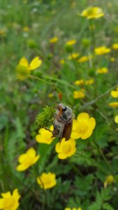 Maikäfer an Pflanze