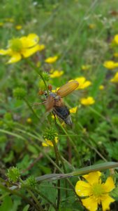 Maikäfer im Flug