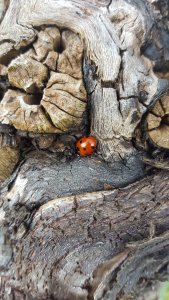 Marienkäfer auf Holz