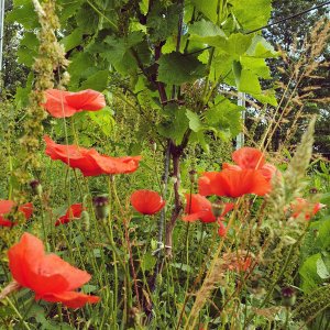 Mohnblüte unter Weinrebe