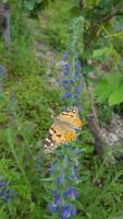 Schmetterling an Blüte