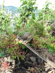 Schnecke im Weinberg 1