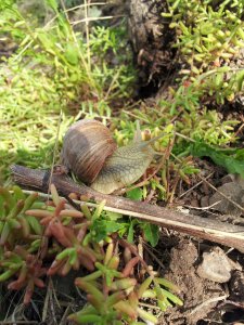 Schnecke im Weinberg 2