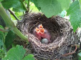 Vogelkinder im Weinberg