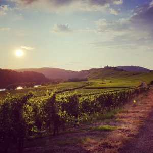 Weinberge im Sonnenuntergang bei Pünderich