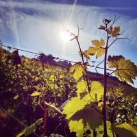 Weinblatt in Sonne unterhalb der Marienburg