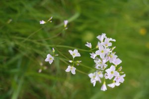 moselbild_-_moselquelle_-_blume_1