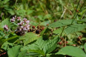 Brombeerenstrauch