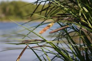 Gräser am Moselufer 2