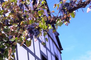 Hausstock mit blauen Trauben 2