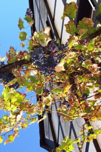 moselbild_-_moselquelle_-_hausstock_mit_blauen_trauben