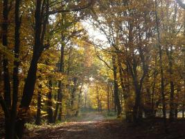 Herbstwald 1