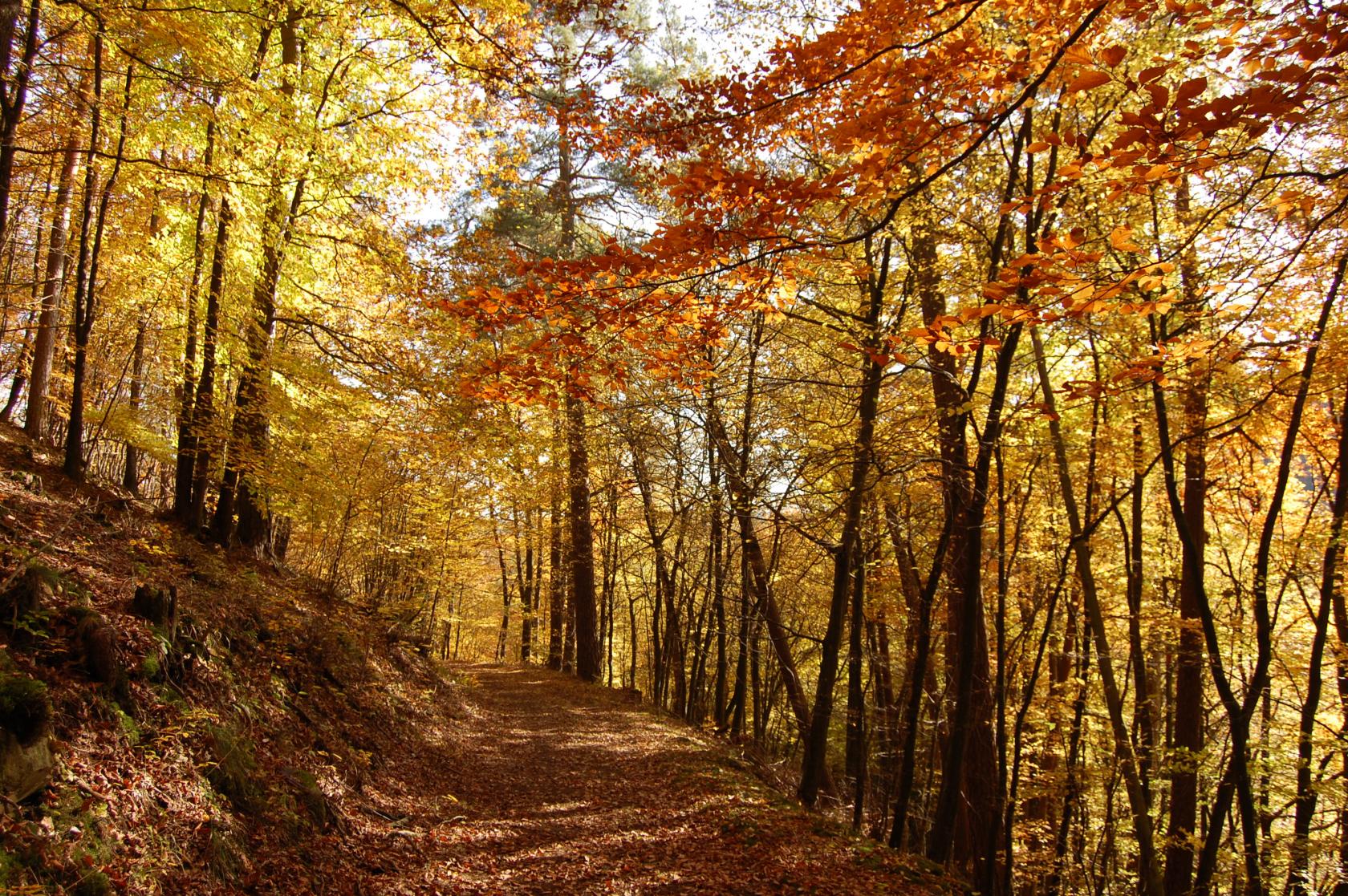 Herbstwald 2