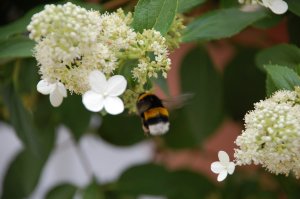 Hummel 2