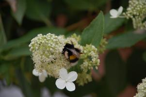 Hummel 4