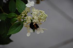 Hummel 5