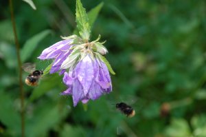Hummel beim Sammeln 1
