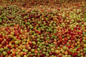 Mehrere hunsrücker Äpfel