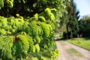 Nadeltriebe am Wegesrand