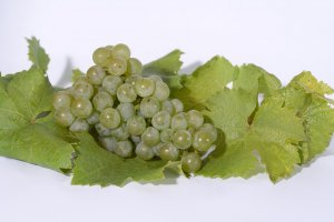 Rieslingtraube auf Weinlaub