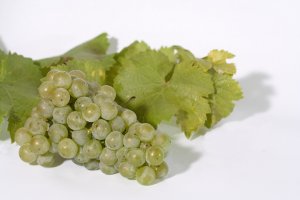 Rieslingtraube mit Weinlaub 2