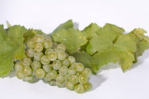 Rieslingtraube mit Weinlaub