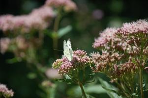 Schmetterling 10