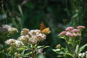 Schmetterling 11