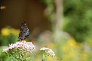 Schmetterling 12