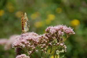 Schmetterling 13