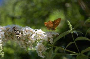 Schmetterling 16