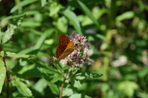 Schmetterling 18