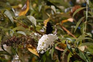 Schmetterling 6