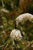 Schmetterling 7