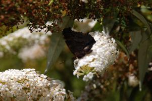 Schmetterling 8