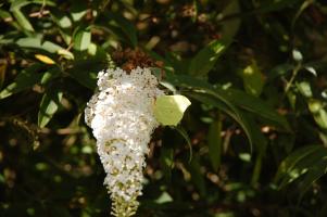 Schmetterling 9