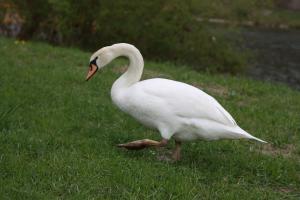 Schwan am Moselufer