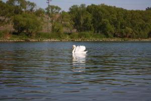 Schwan auf Mosel