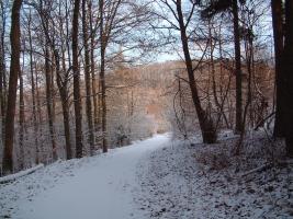 Wald im Schnee