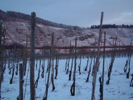 Weinberg im Schnee 2