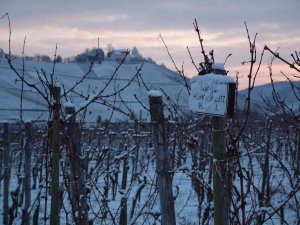 Weinberg vor Marienburg im Schnee