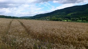 Bengel, Kornfeld, Klostermühle1