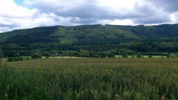 Bengel, Kornfeld, Klostermühle2