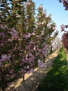 Blühende Obstbäume 1