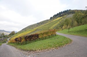 Herbstlicher Weinberg bei Bullay 2