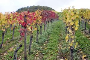 Herbstlicher Weinberg bei Bullay